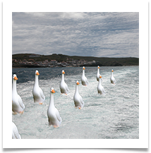 Charge of the Duck Brigade - Chris Berg